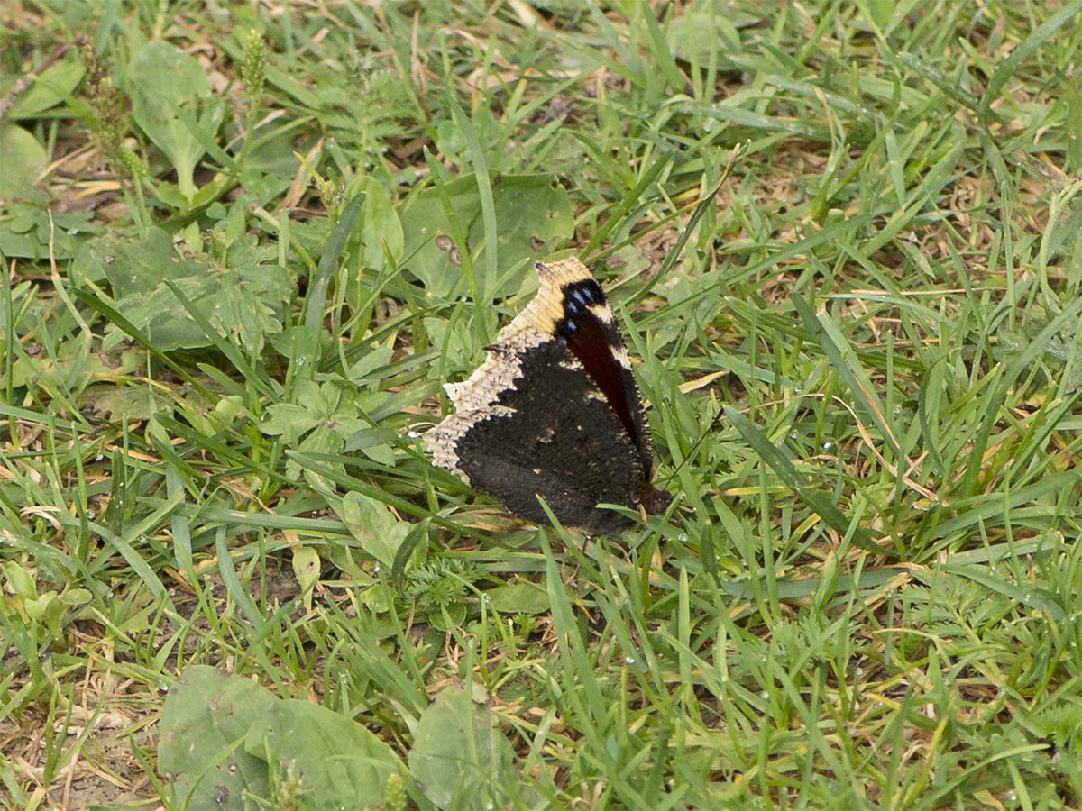 Nymphalis antiopa